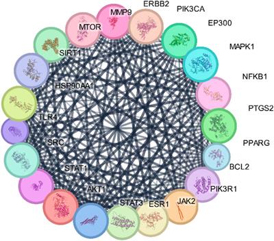 Computational insights into the inhibitory mechanism of type 2 diabetes mellitus by bioactive components of Oryza sativa L. indica (black rice)